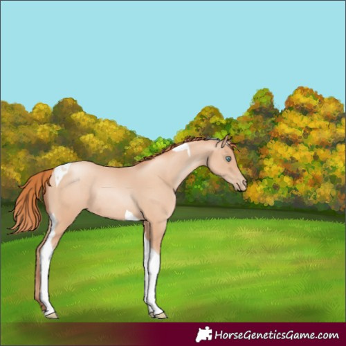 Horse Color:Sable Champagne Pearl Tobiano Rabicano 