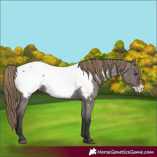 Horse Color:Smoky Grullo Frame Snowcap 