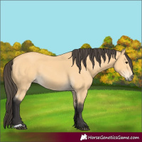 Horse Color:Buckskin 