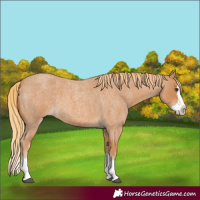 Horse Color:Red Roan Splash 