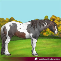 Horse Color:Brown Tobiano Varnish 
