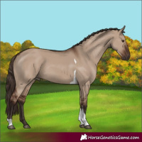 Horse Color:Liver Red Dun Tobiano