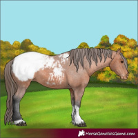 Horse Color:Bay Tobiano Snowcap