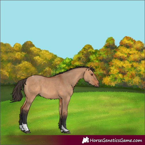 Horse Color:Bay Dun Tobiano 