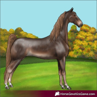 Horse Color:Liver Chestnut 