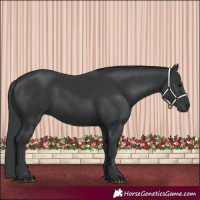 Horse Color:Black 