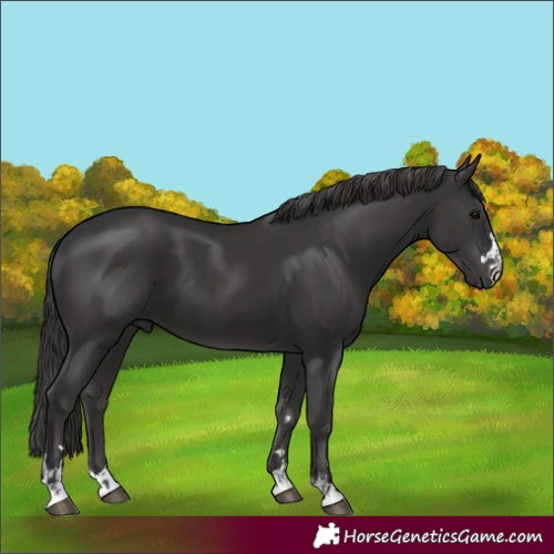Horse Color:Black  and Smoky Black 