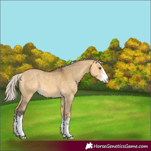 Horse Color:White Spotted Silver Buckskin Dun 