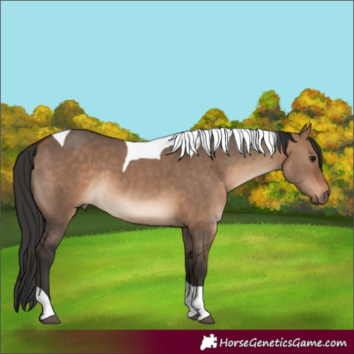 Horse Color:Bay Dun Tobiano Rabicano 