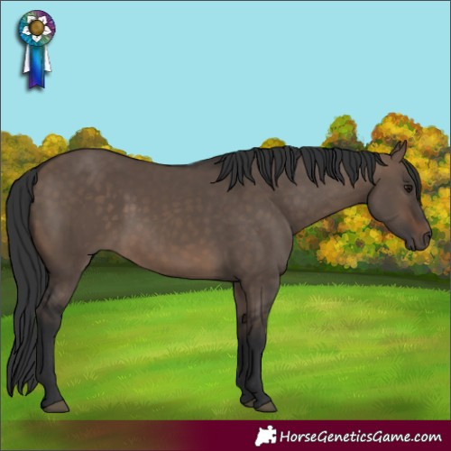 Horse Color:White Spotted Brown Dun Rabicano 