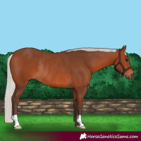 Horse Color:Silver Brown Rabicano 
