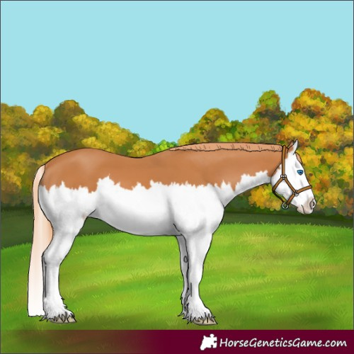 Horse Color:Chestnut Splash 