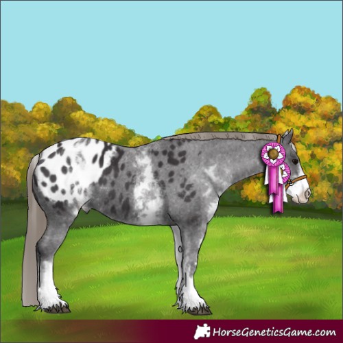 Horse Color:White Spotted Smoky Black Blanket 