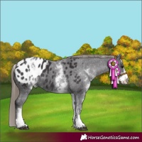 Horse Color:White Spotted Smoky Black Appaloosa 