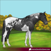 Horse Color:Black Tobiano Appaloosa Rabicano 