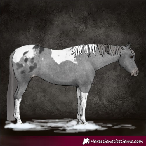 Horse Color:Black Tobiano Appaloosa Rabicano 