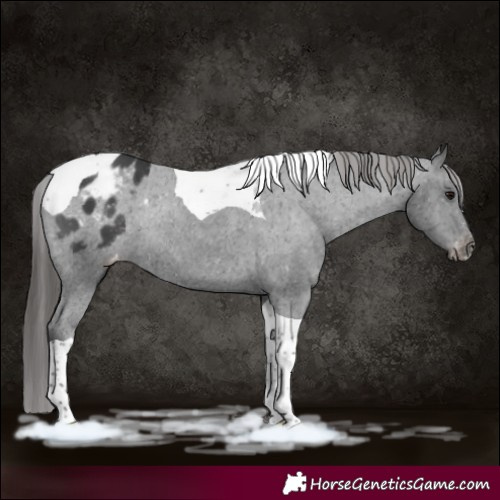 Horse Color:Black Tobiano Varnish Rabicano