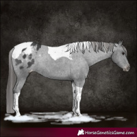 Horse Color:Black Tobiano Varnish Rabicano 