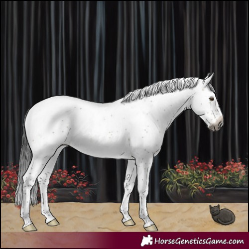 Horse Color:Gray Brown Dun Sabino Rabicano