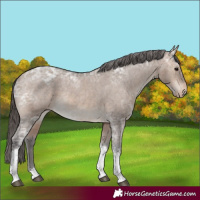 Horse Color:Bay Ice Dun Tobiano Appaloosa Rabicano 