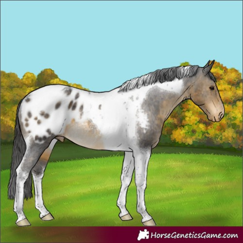 Horse Color:Buckskin Tobiano Appaloosa Rabicano 