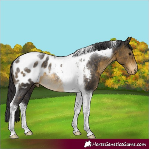 Horse Color:Buckskin Tobiano Appaloosa Rabicano 