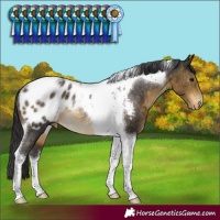 Horse Color:Buckskin Tobiano Blanket Rabicano