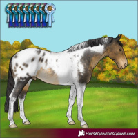 Horse Color:Buckskin Tobiano Blanket Rabicano 