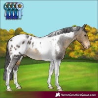 Horse Color:Buckskin Tobiano Appaloosa Rabicano