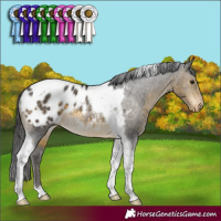 Horse Color:Buckskin Tobiano Appaloosa Rabicano