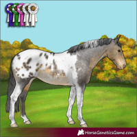 Horse Color:Buckskin Tobiano Appaloosa Rabicano 