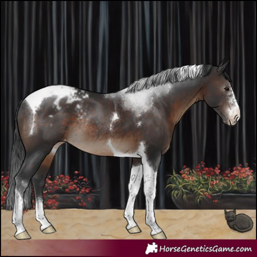 Horse Color:Brown Sabino Tobiano Varnish Rabicano