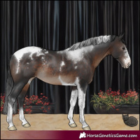 Horse Color:Brown Sabino Tobiano Varnish Rabicano 