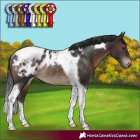 Horse Color:Brown Tobiano Appaloosa Rabicano 