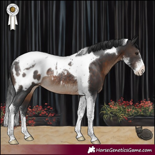 Horse Color:Brown Sabino Tobiano Blanket Rabicano 