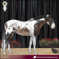 Horse Color:Brown Sabino Tobiano Blanket Rabicano
