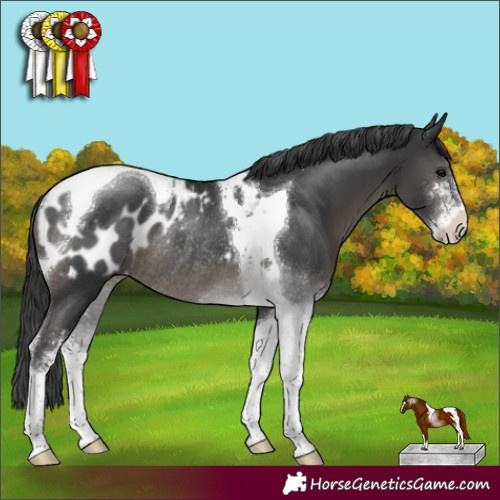 Horse Color:Black Sabino Tobiano Appaloosa Rabicano