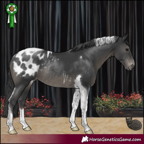 Horse Color:Black Tobiano Blanket Rabicano 