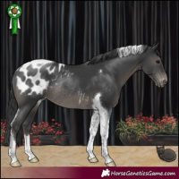 Horse Color:Black Tobiano Appaloosa Rabicano 