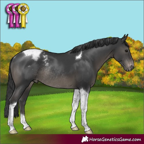 Horse Color:Black Tobiano Varnish Rabicano 
