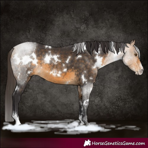 Horse Color:White Spotted Buckskin Sabino Rabicano 