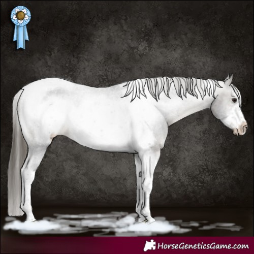 Horse Color:Buckskin Sabino Tobiano Frame Appaloosa 