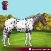 Horse Color:Silver Brown Tobiano Appaloosa 