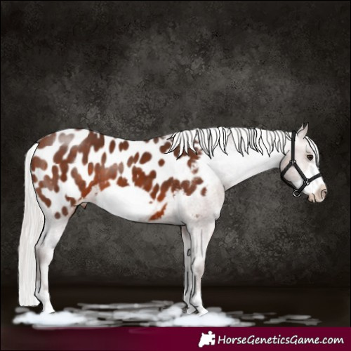 Horse Color:Silver Brown Sabino Frame Appaloosa 