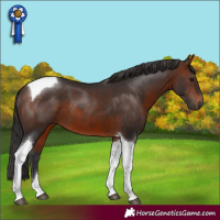 Horse Color:Brown Tobiano