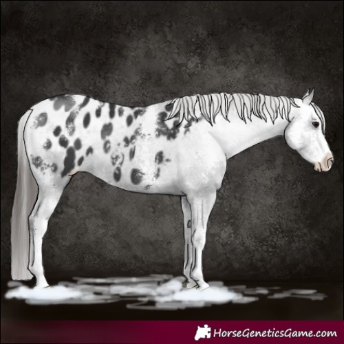 Horse Color:Black Sabino Appaloosa 
