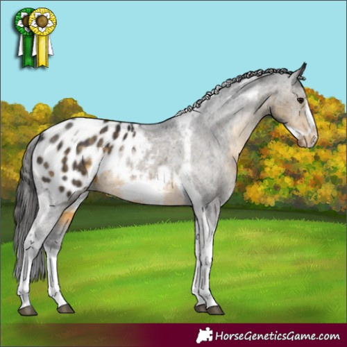 Horse Color:Buckskin Tobiano Frame Blanket Rabicano 
