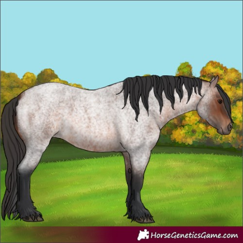Horse Color:Brown Roan 