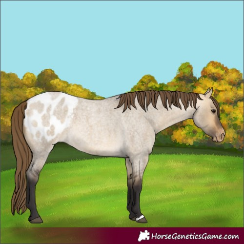 Horse Color:Buckskin Roan Dun Appaloosa 