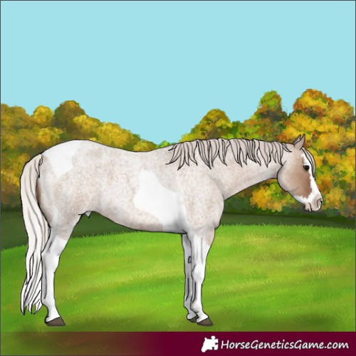 Horse Color:Silver Grullo Roan Splash Tobiano 
